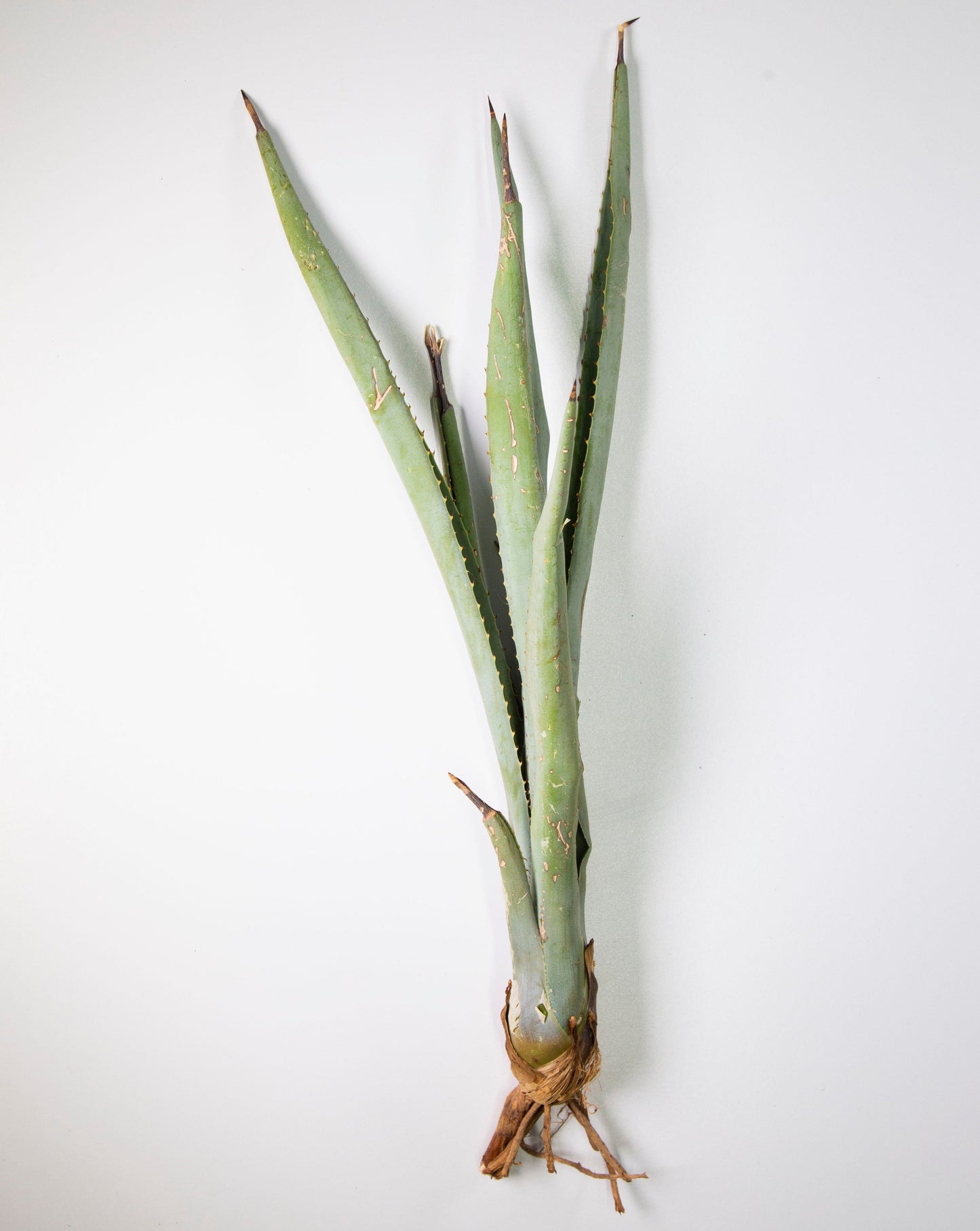 Hijuelo chico de agave Angustifolia Haw