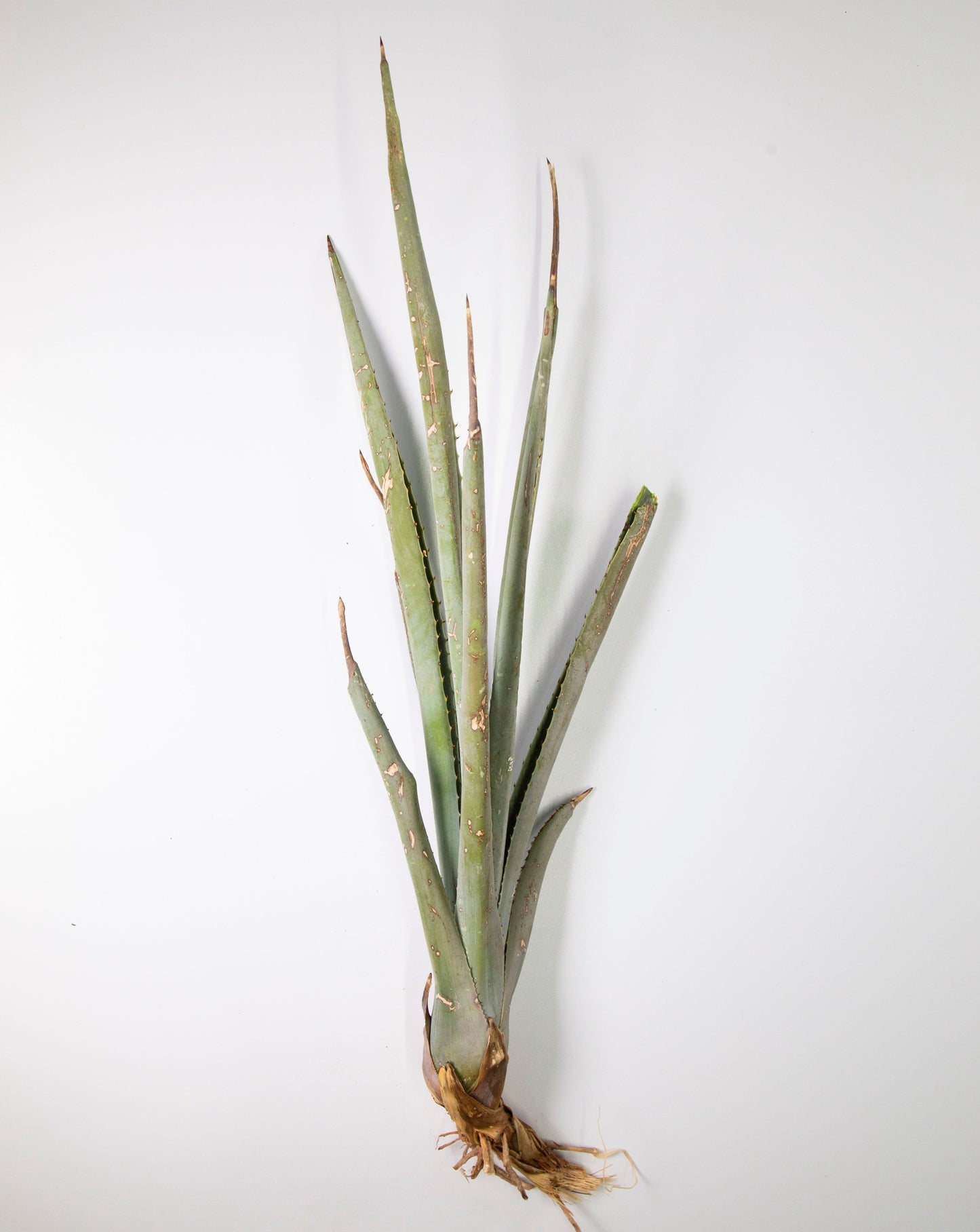 Hijuelo mediano de agave Angustifolia Haw