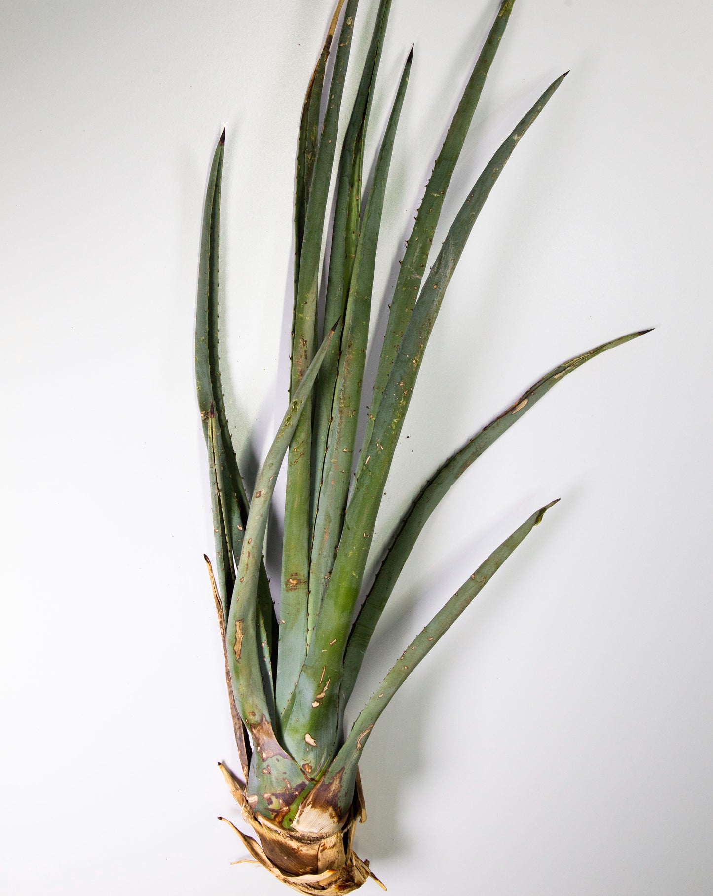 Hijuelo grande de agave Angustifolia Haw