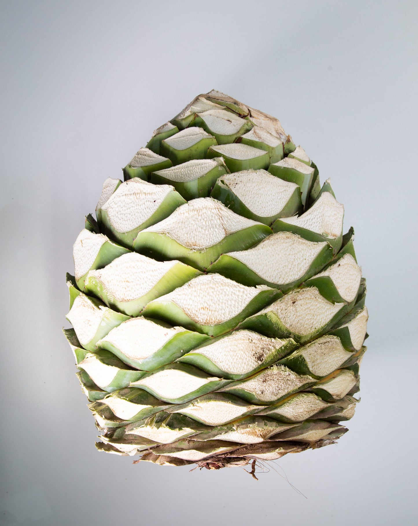 Piña de agave Angustifolia Haw para Jimar