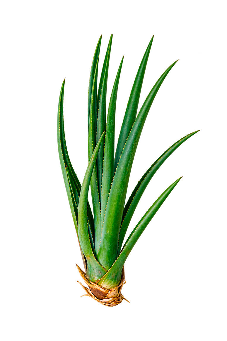 Hijuelo grande de agave Angustifolia Haw