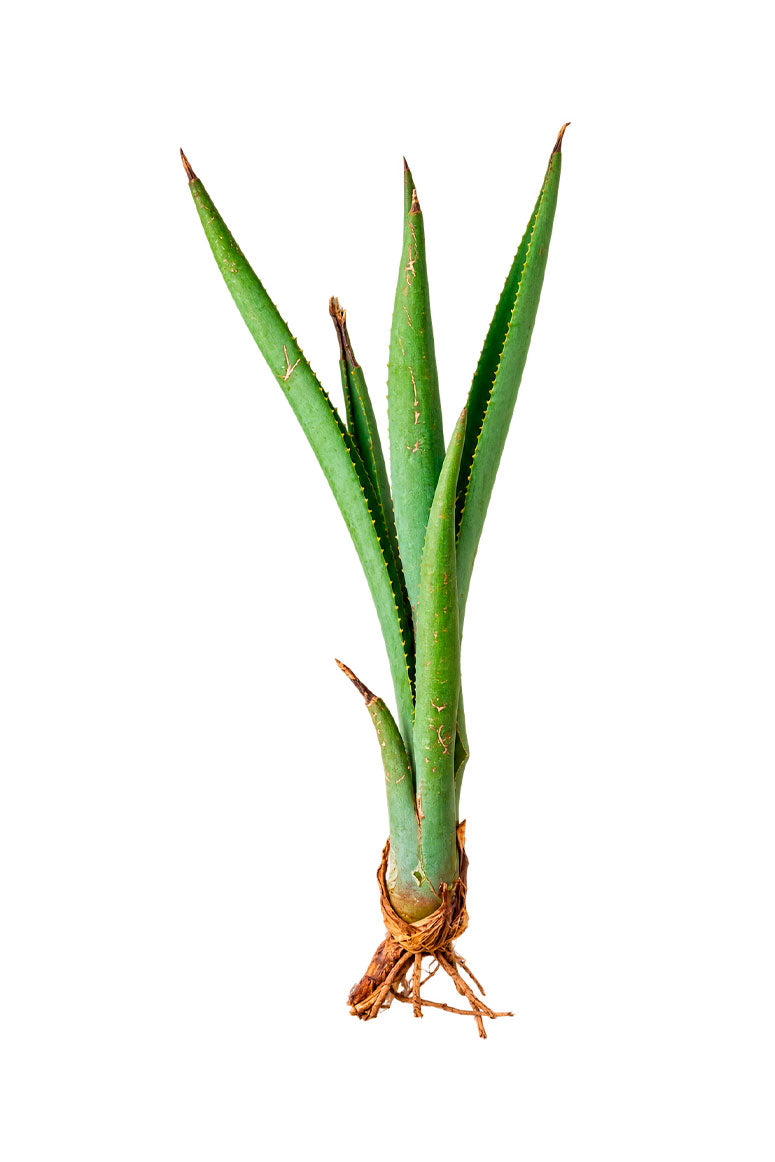 Hijuelo chico de agave Angustifolia Haw