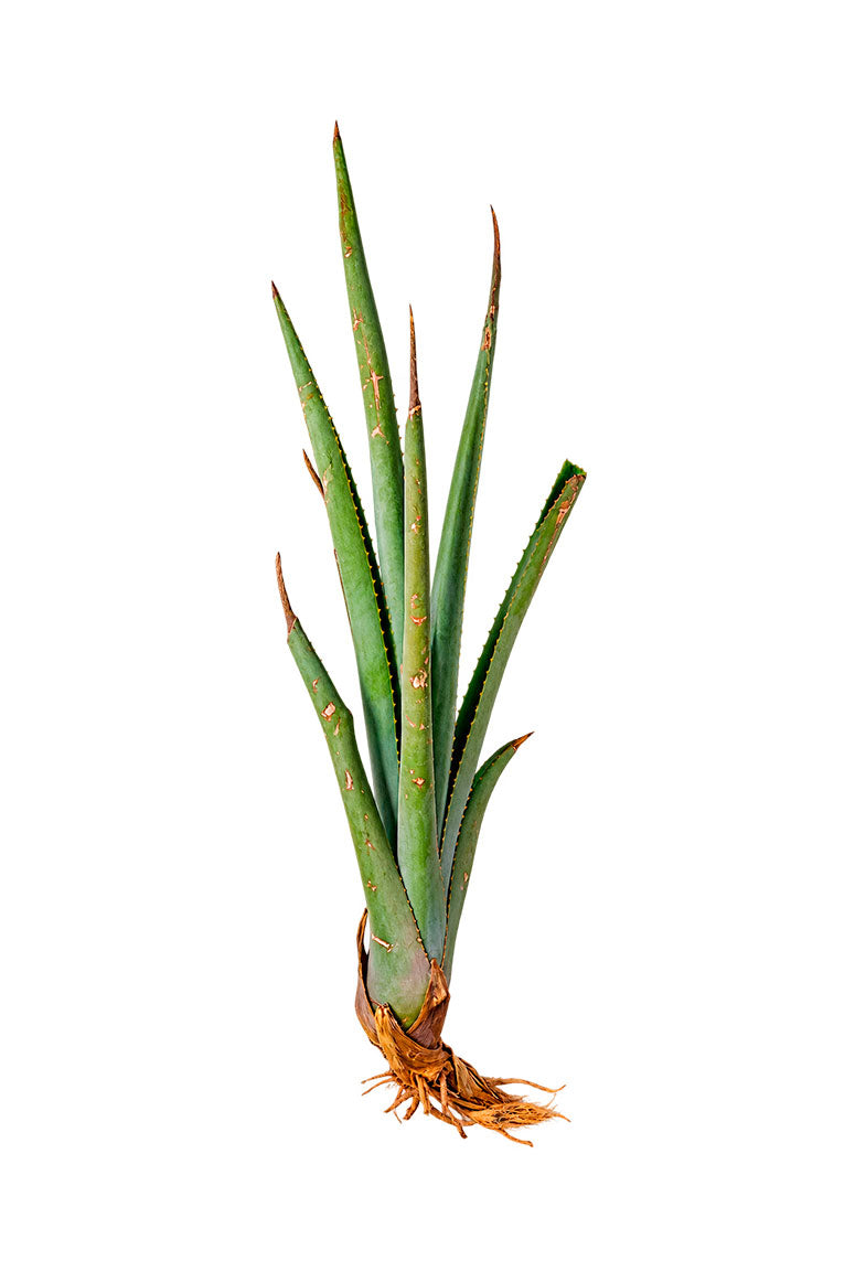 Hijuelo mediano de agave Angustifolia Haw