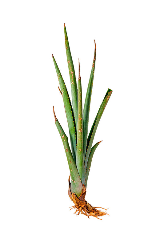 Hijuelo mediano de agave Angustifolia Haw