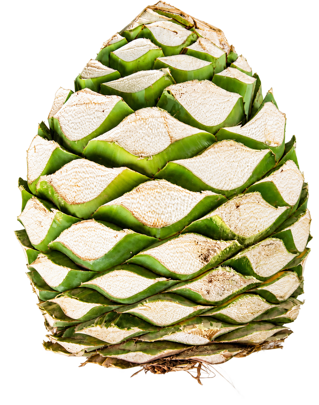 bacanora-piña-clandestino.jpg