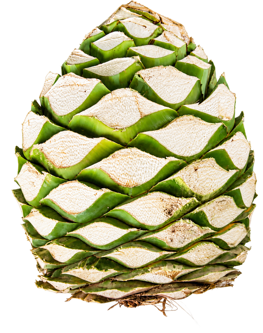 bacanora-piña-clandestino.jpg